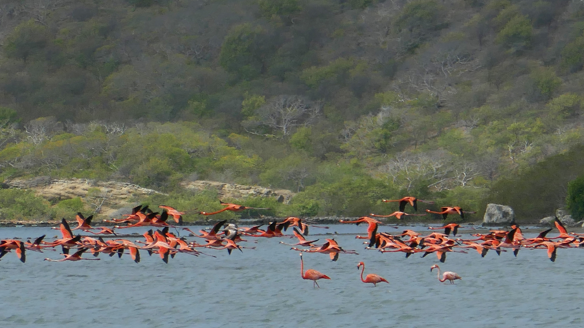 2022-04-18 Kokomo Beach und Flamingos (Foto)